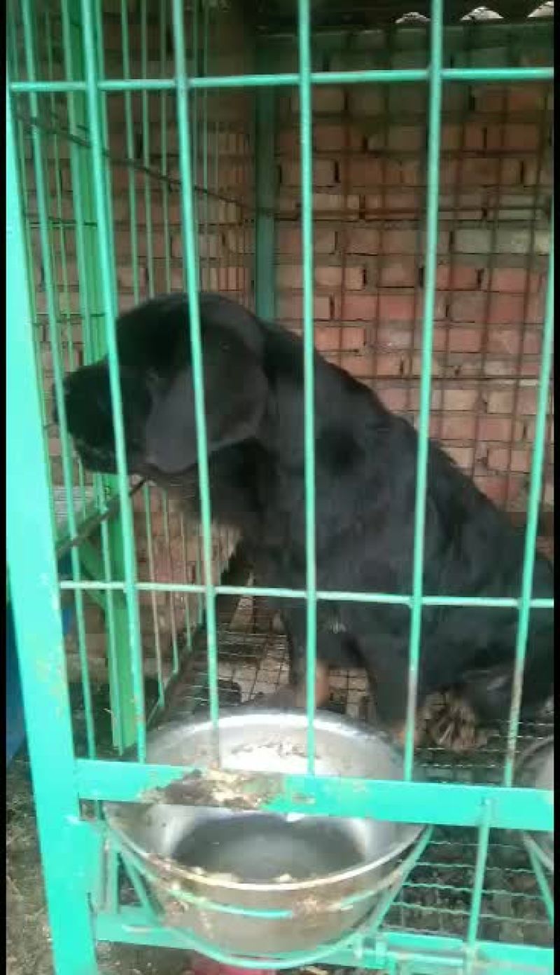 格力犬撵兔上下车全活格力犬格力犬幼犬格力犬成年犬
