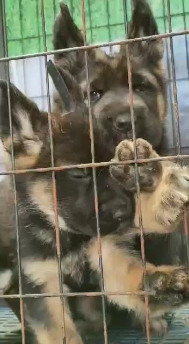 格力犬撵兔上下车全活格力犬格力犬幼犬格力犬成年犬
