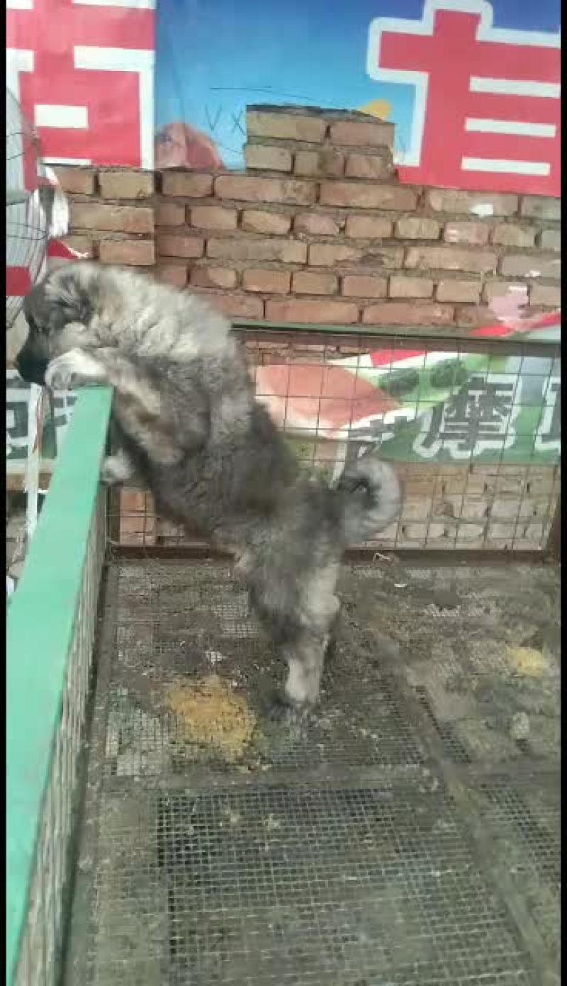 格力犬撵兔上下车全活格力犬格力犬幼犬格力犬成年犬