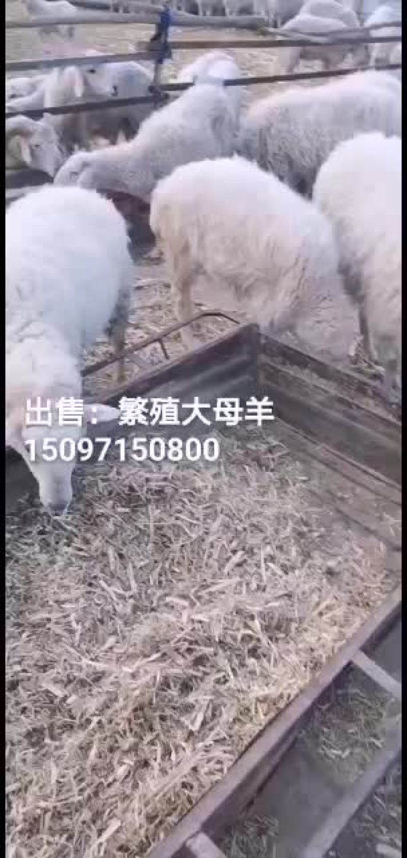 本人常年羊育肥羊还有繁殖大母羊