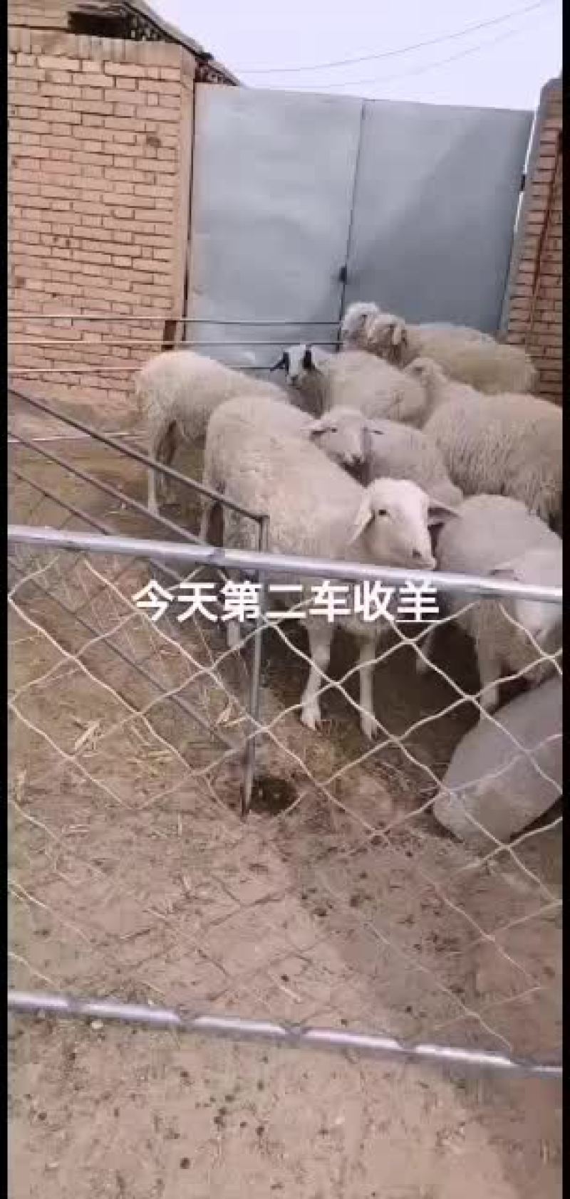 本人常年羊育肥羊还有繁殖大母羊
