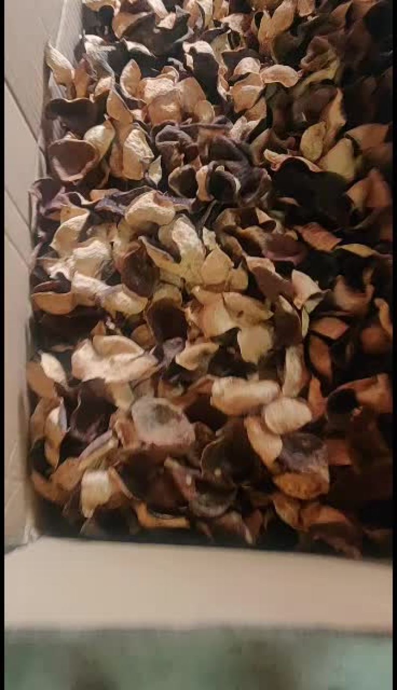 正棕新会陈皮自家种植