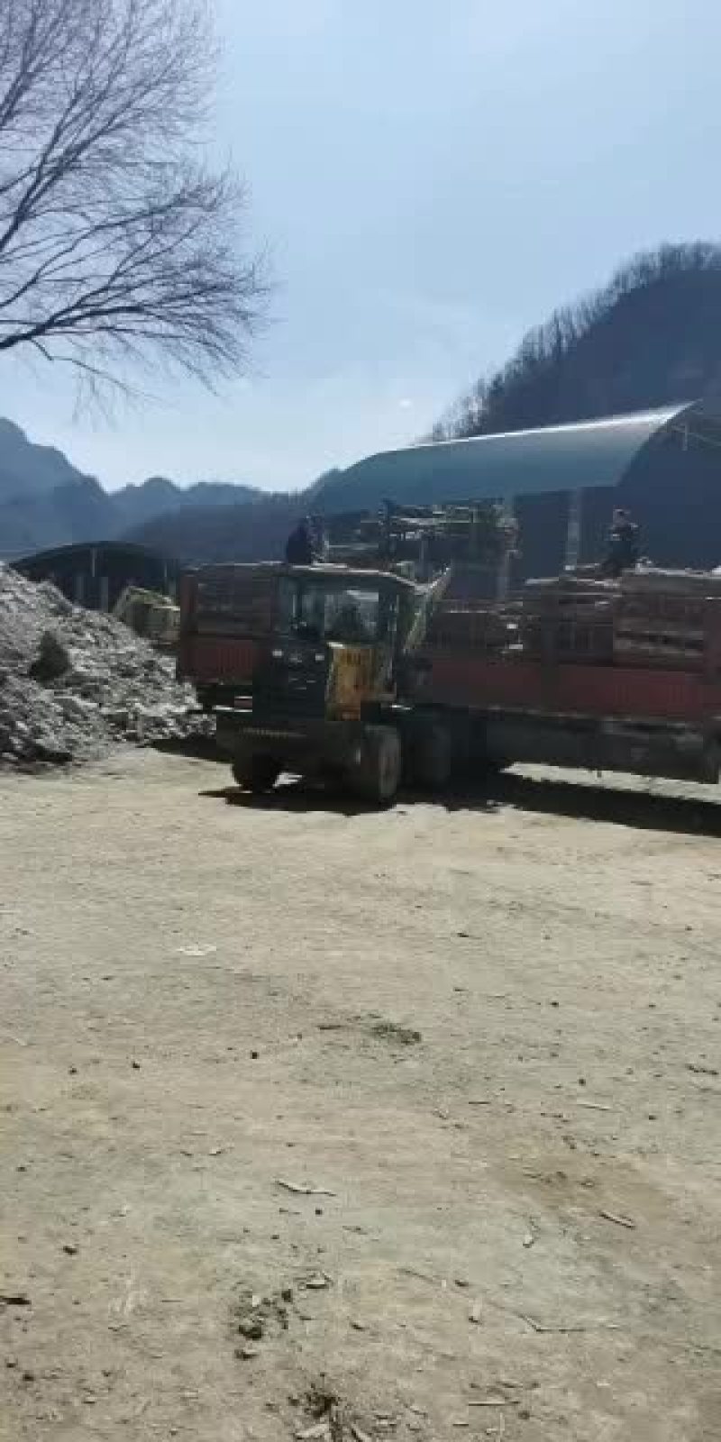 精品杨树原木，无虫眼，无大节