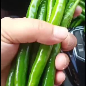 线椒，三号辣椒，直辣椒，青辣椒，鲜辣椒