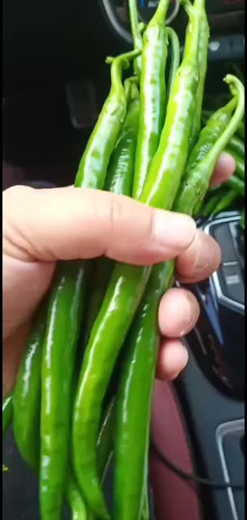 线椒，三号辣椒，直辣椒，青辣椒，鲜辣椒