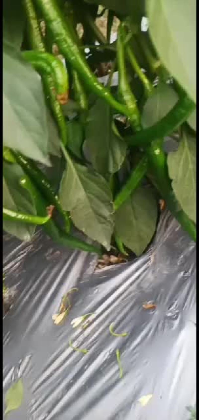 线椒，三号辣椒，直辣椒，青辣椒，鲜辣椒