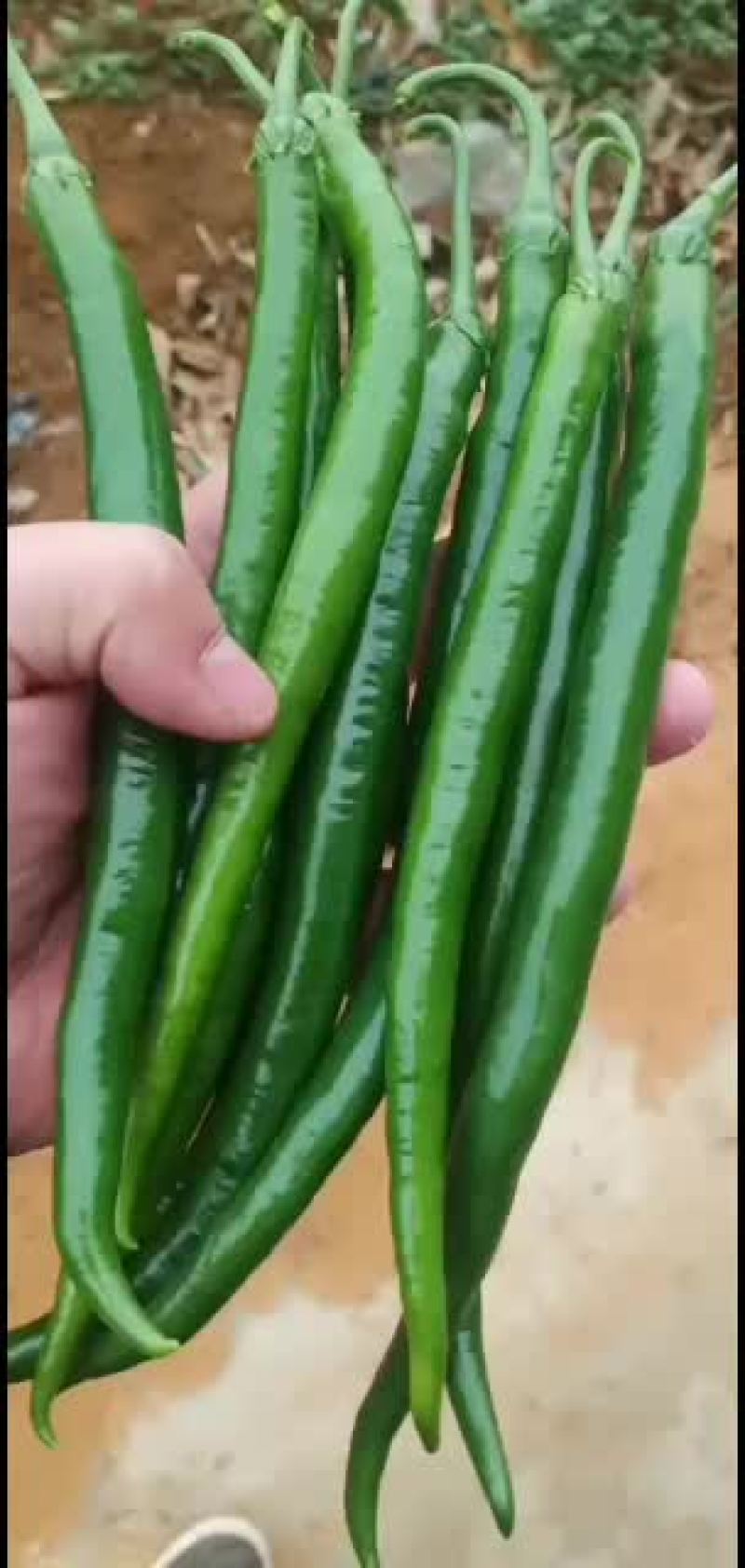 线椒，三号辣椒，直辣椒，青辣椒，鲜辣椒