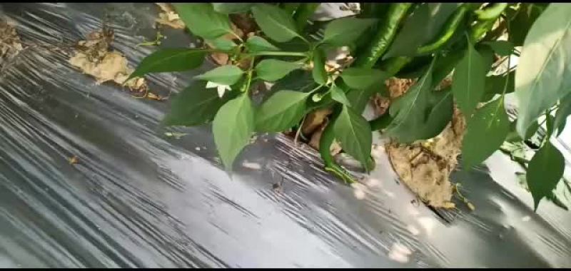 线椒，三号辣椒，直辣椒，青辣椒，鲜辣椒