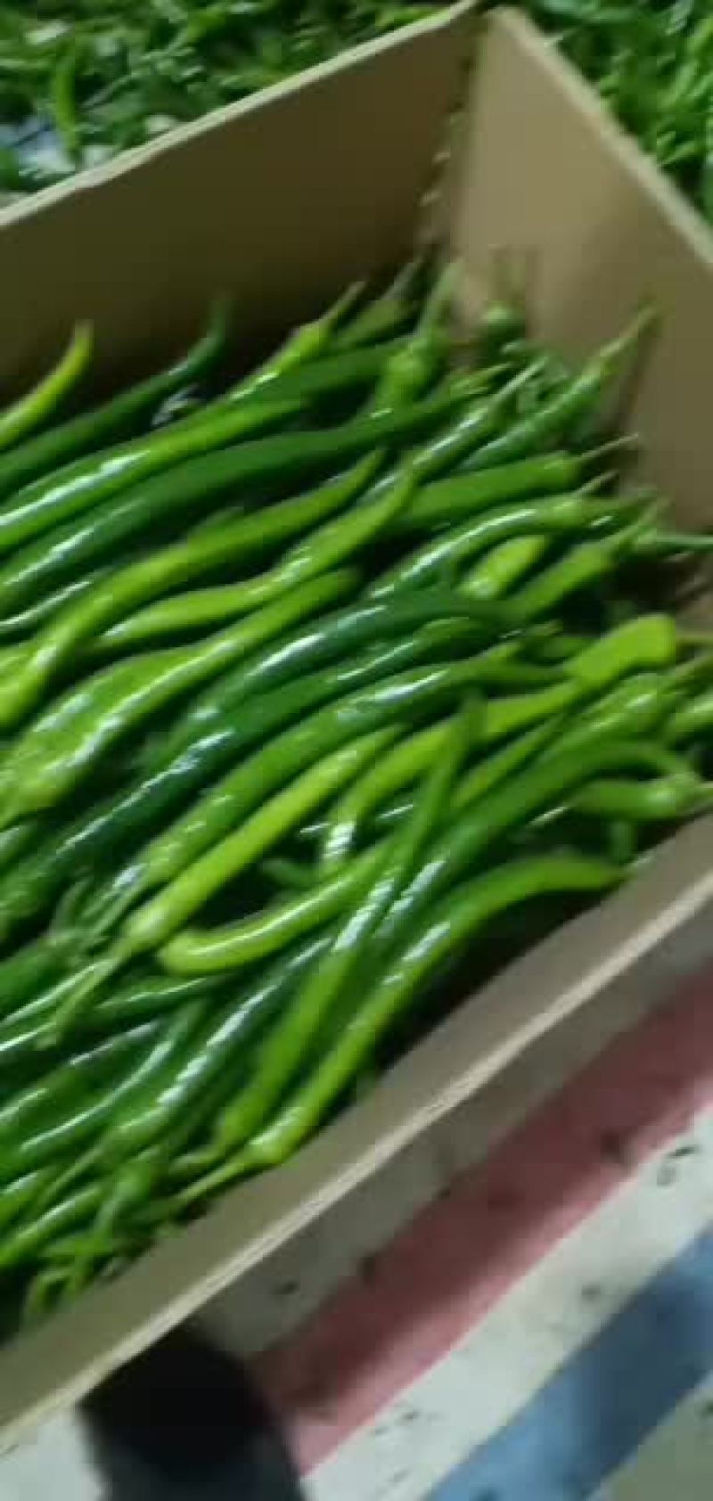 线椒，三号辣椒，直辣椒，青辣椒，鲜辣椒