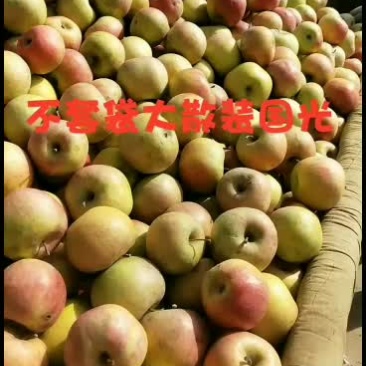 不套大国光苹果六毛到七毛