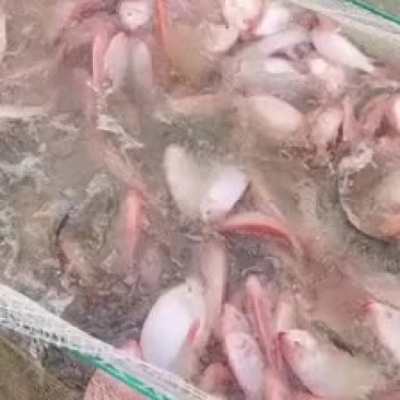 红罗非欢迎选购！！！