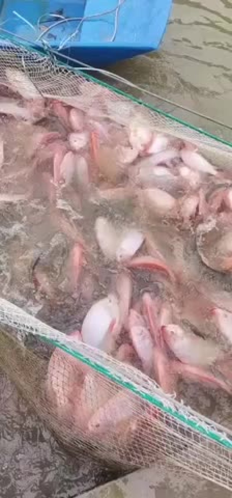 红罗非欢迎选购！！！