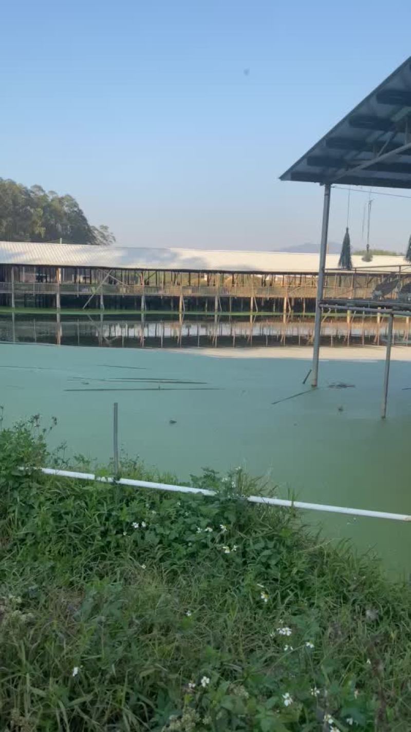 马冈鹅，自产自销，品质保证