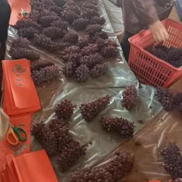 云南精品茉莉香，品质好，糖度高，果粉好