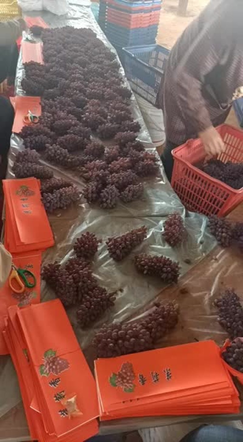 云南精品茉莉香，品质好，糖度高，果粉好