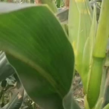 万糯2000开始少量上市了半个月以后大量供应