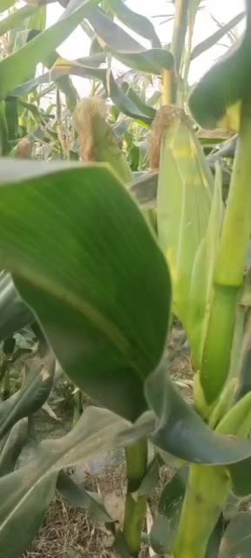 万糯2000开始少量上市了半个月以后大量供应