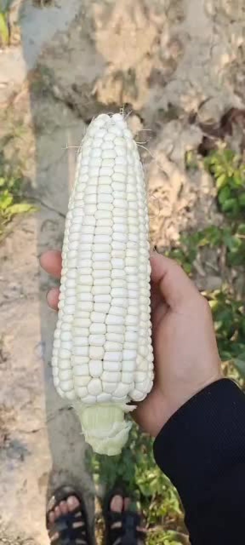 万糯2000开始少量上市了半个月以后大量供应