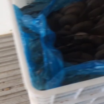 我们冬季菇快结束了，反季菇有基地，有意愿的联系