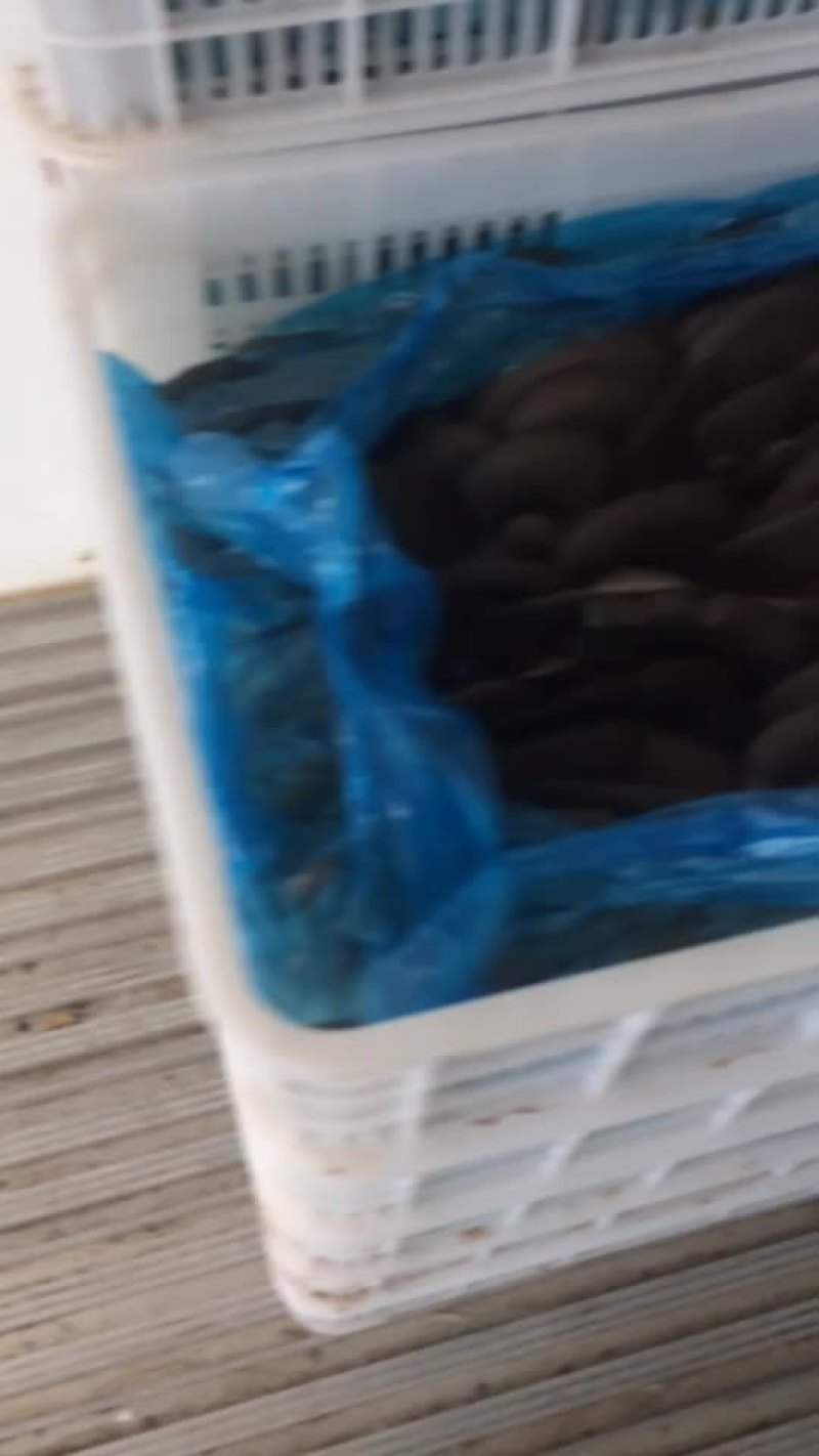 我们冬季菇快结束了，反季菇有基地，有意愿的联系
