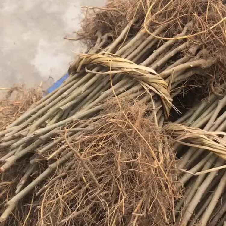 [桑树苗批发]桑葚树苗黑珍珠果桑苗嫁接苗北方种植耐低温高产干果加工