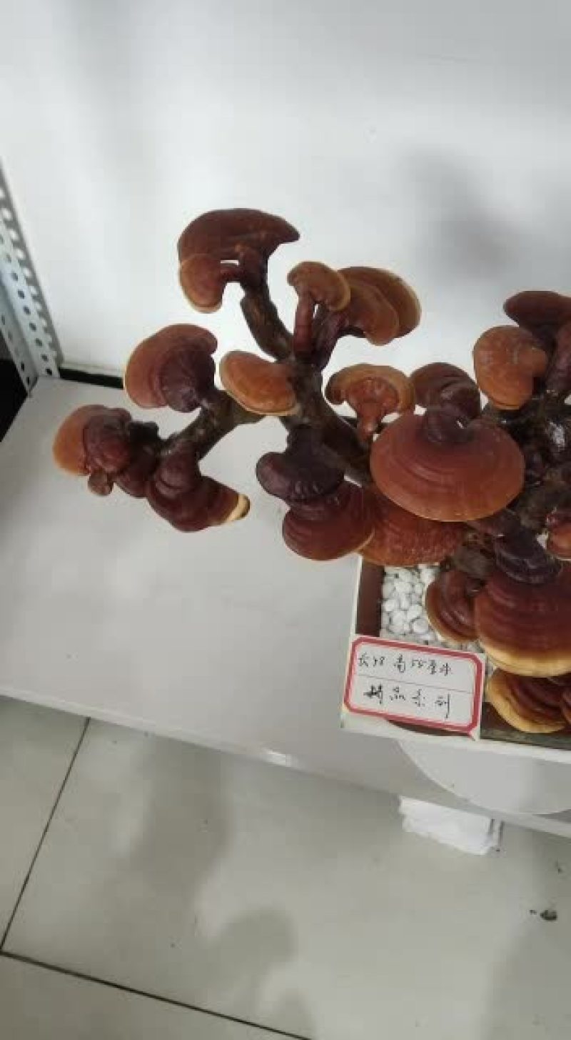 灵芝盆景创意造型盆栽四季常青盆景