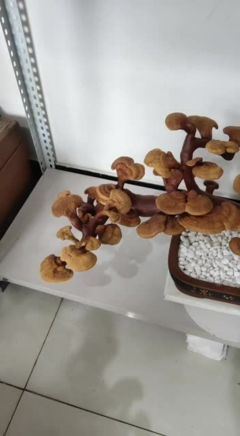 灵芝盆景创意造型盆栽四季常青盆景