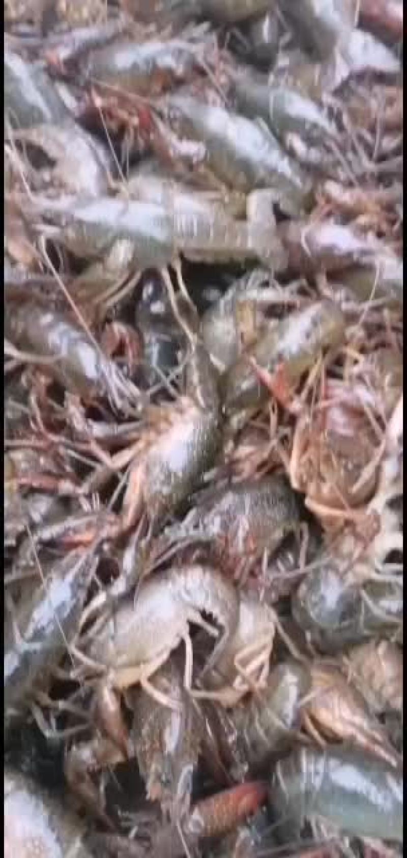小龙虾，种虾，优质纯青小龙虾底板干净肉质饱满