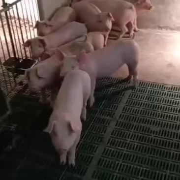 本基地常年出售三元仔猪
