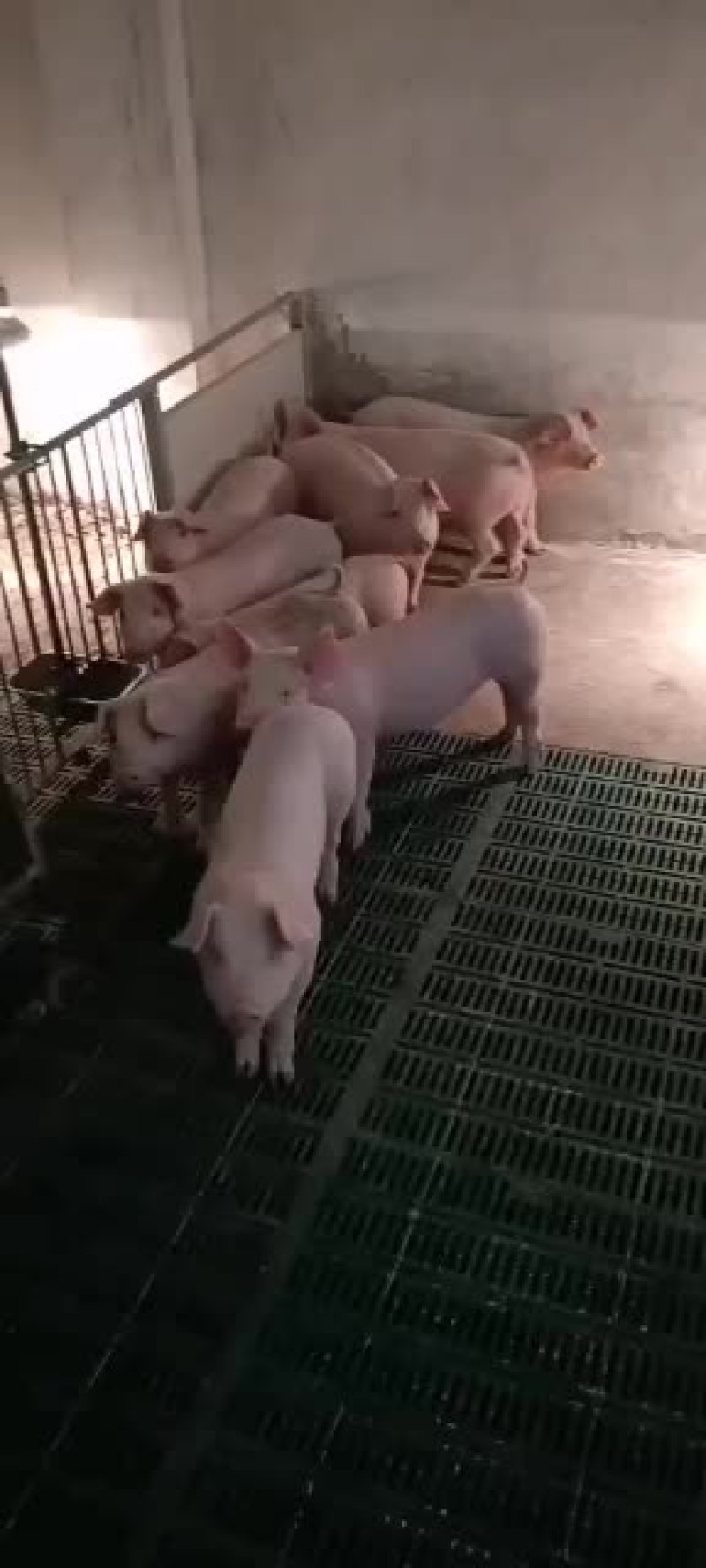 本基地常年出售三元仔猪