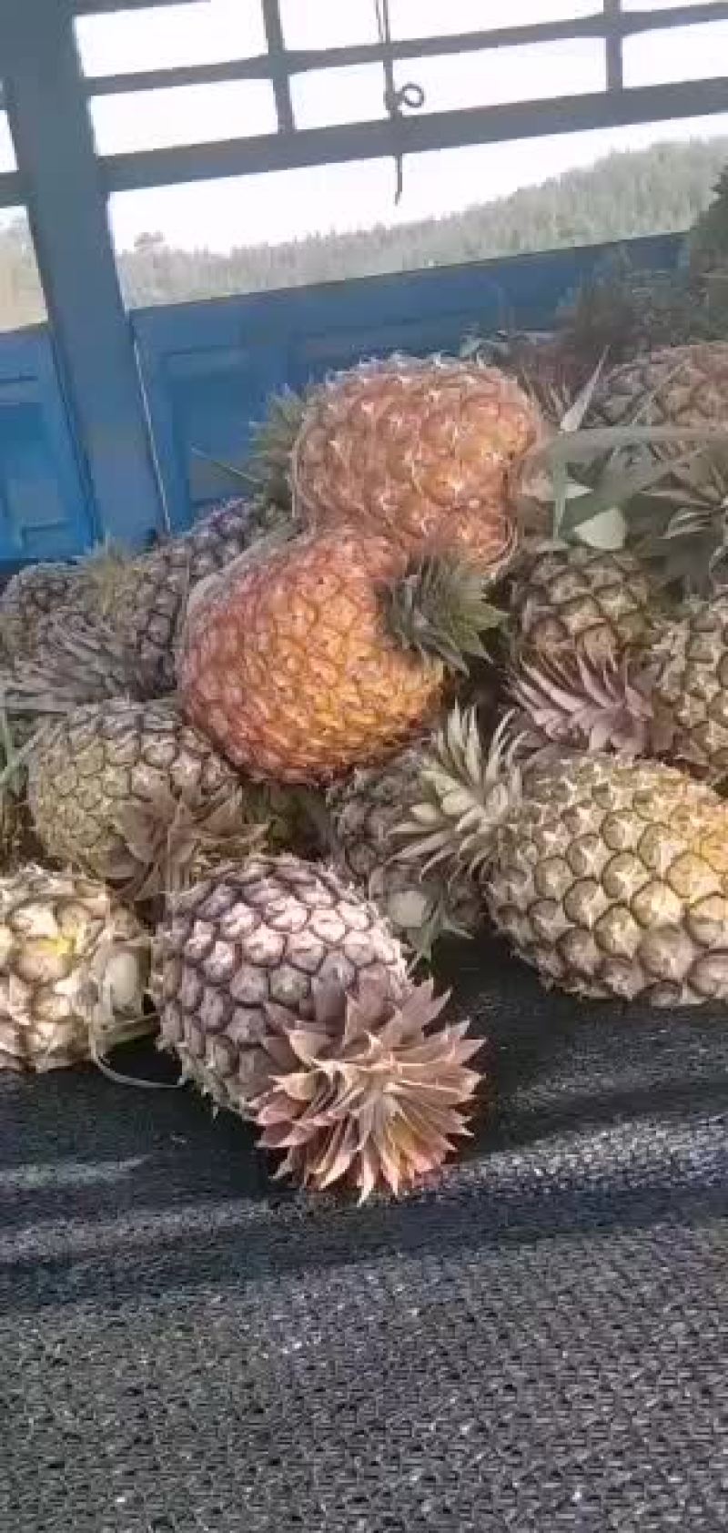 凤梨开始上市了需要的老板联系吧