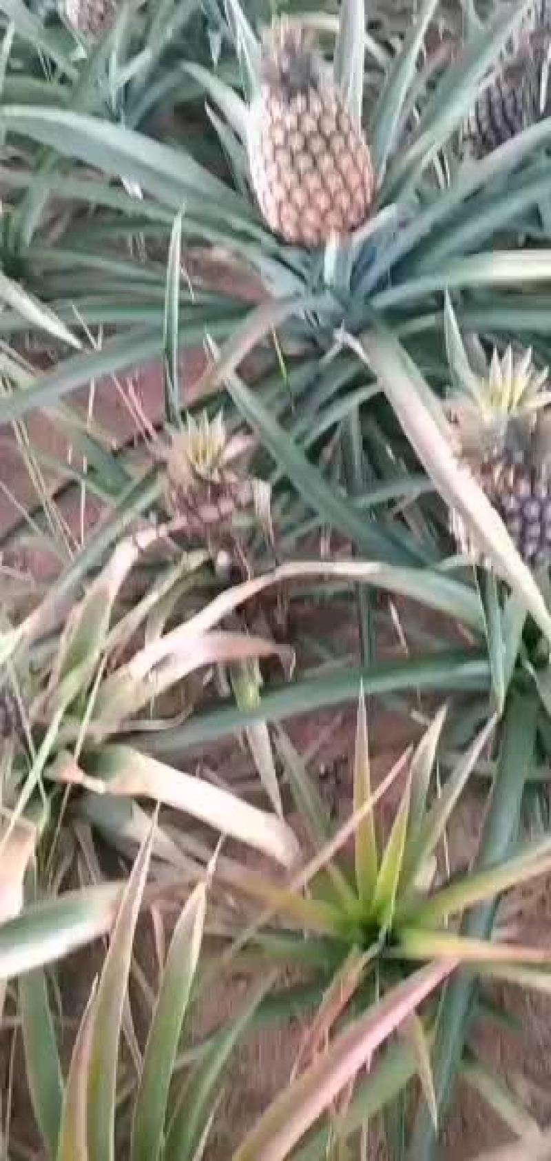 凤梨开始上市了需要的老板联系吧