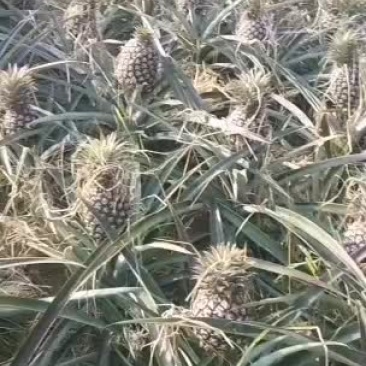 凤梨开始上市了需要的老板联系吧