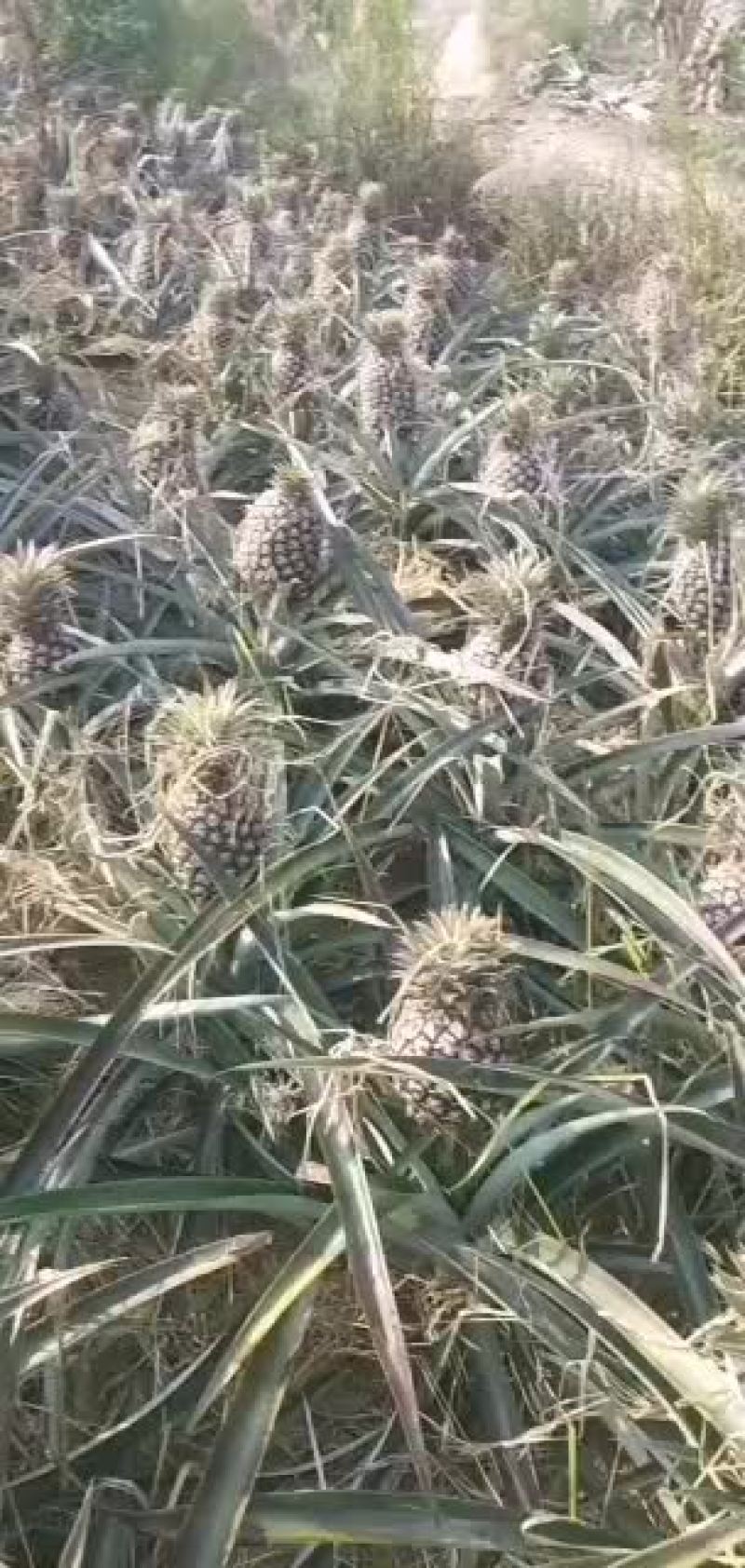 凤梨开始上市了需要的老板联系吧