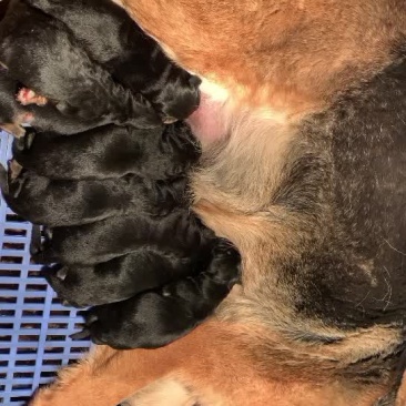德牧幼犬血统豪华喜欢的来谈