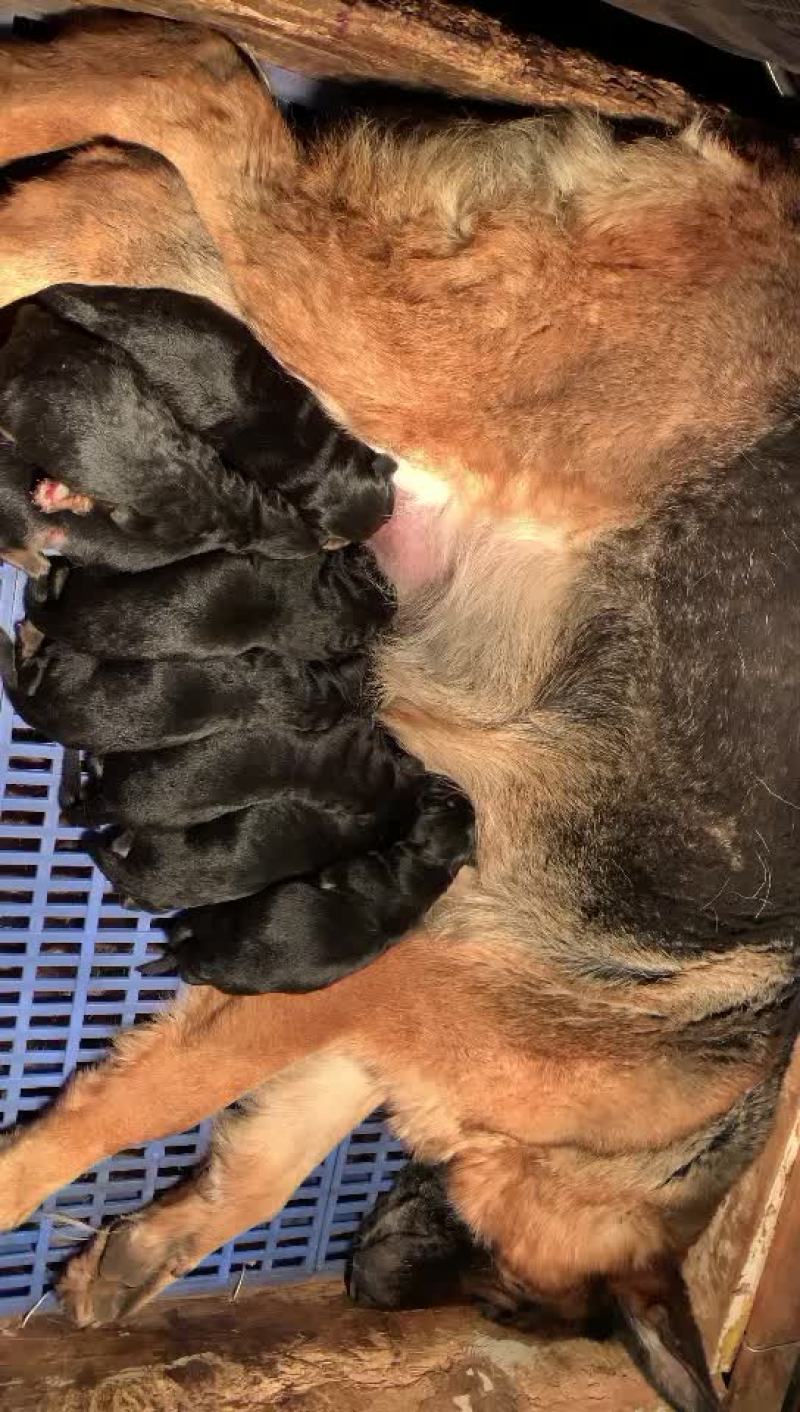 德牧幼犬血统豪华喜欢的来谈
