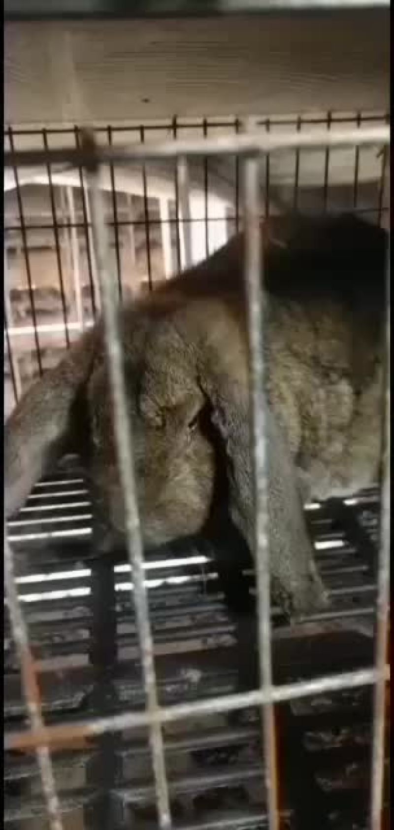 纯种公羊兔包你成活率包健康咱们场免费提供笼子饲料