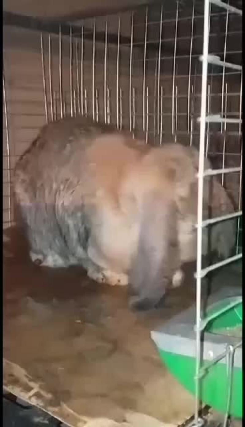 纯种公羊兔包你成活率包健康咱们场免费提供笼子饲料