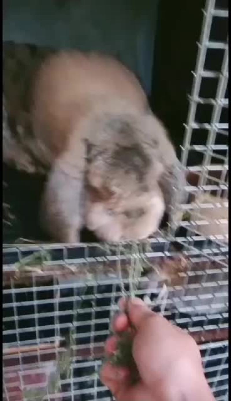 纯种公羊兔包你成活率包健康咱们场免费提供笼子饲料