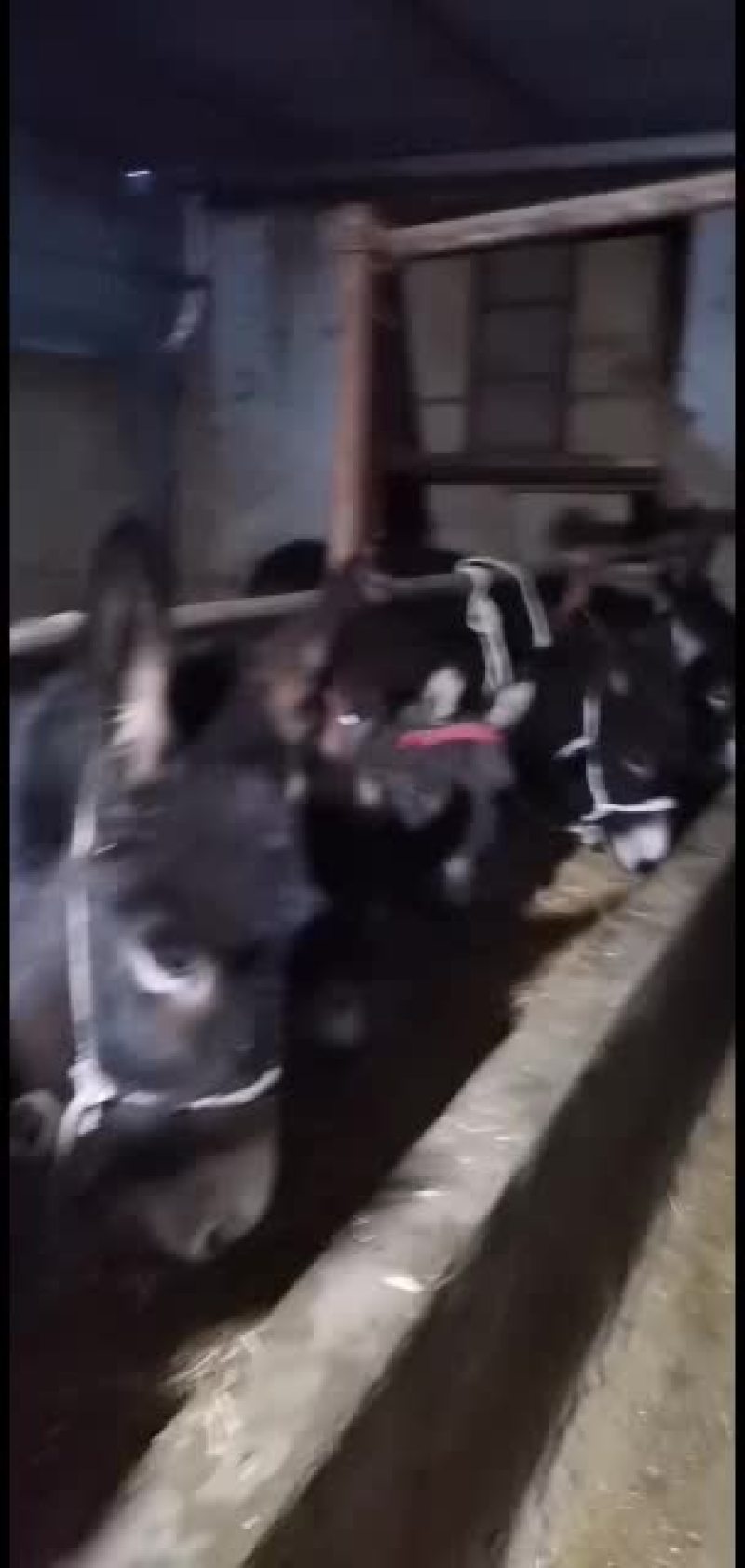 肉驴.驴苗有需要的老板联系货源充足，品质保证价位合理