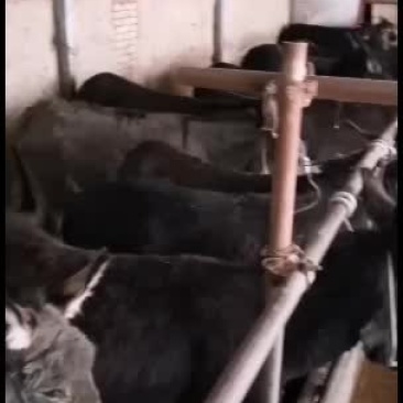 肉驴.驴苗有需要的老板联系货源充足，品质保证价位合理