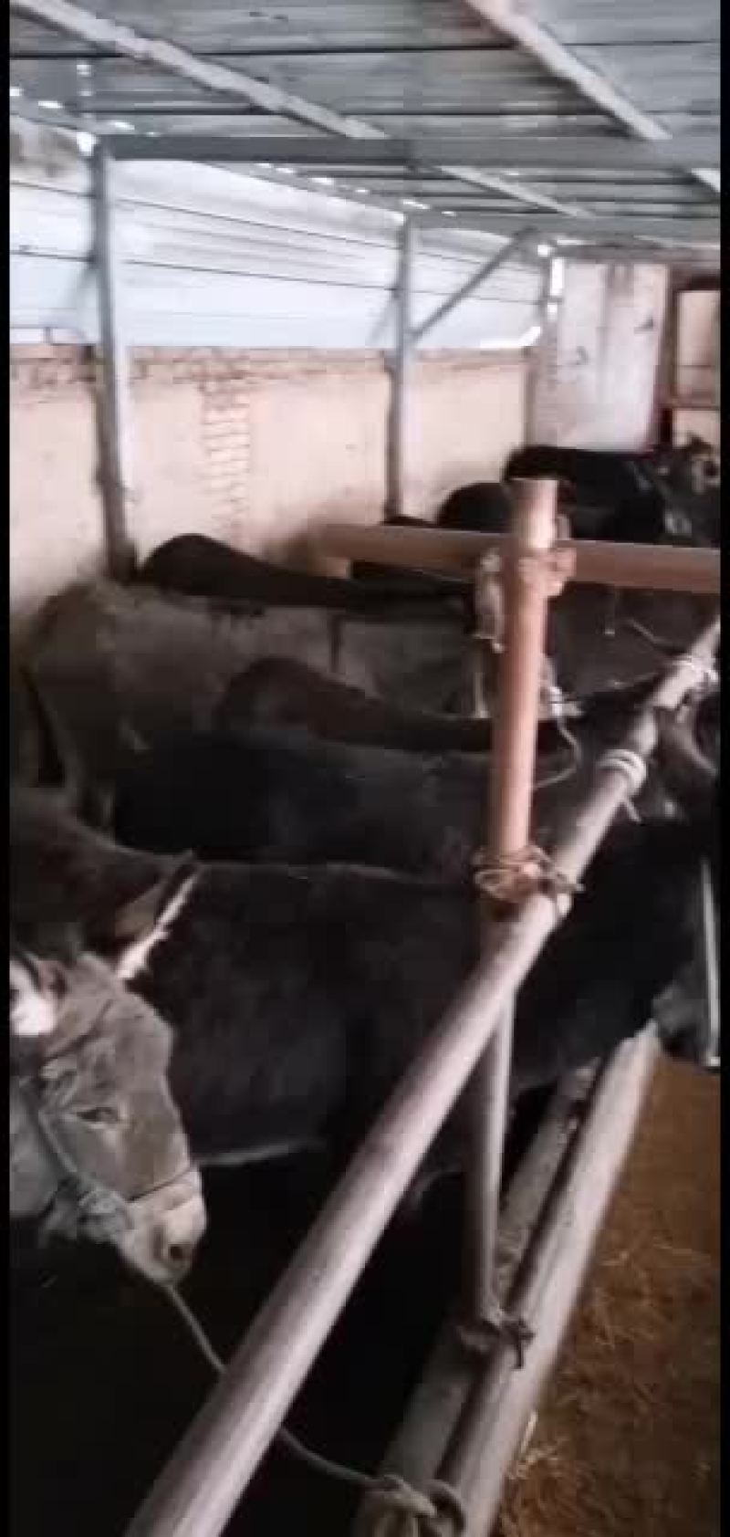 肉驴.驴苗有需要的老板联系货源充足，品质保证价位合理