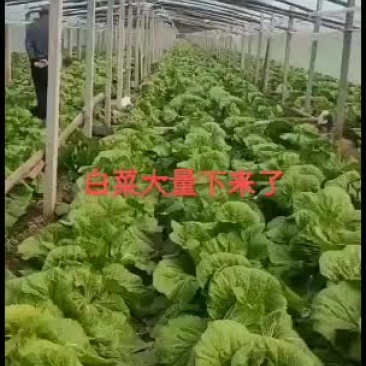 山东潍坊青州市蔬菜基地