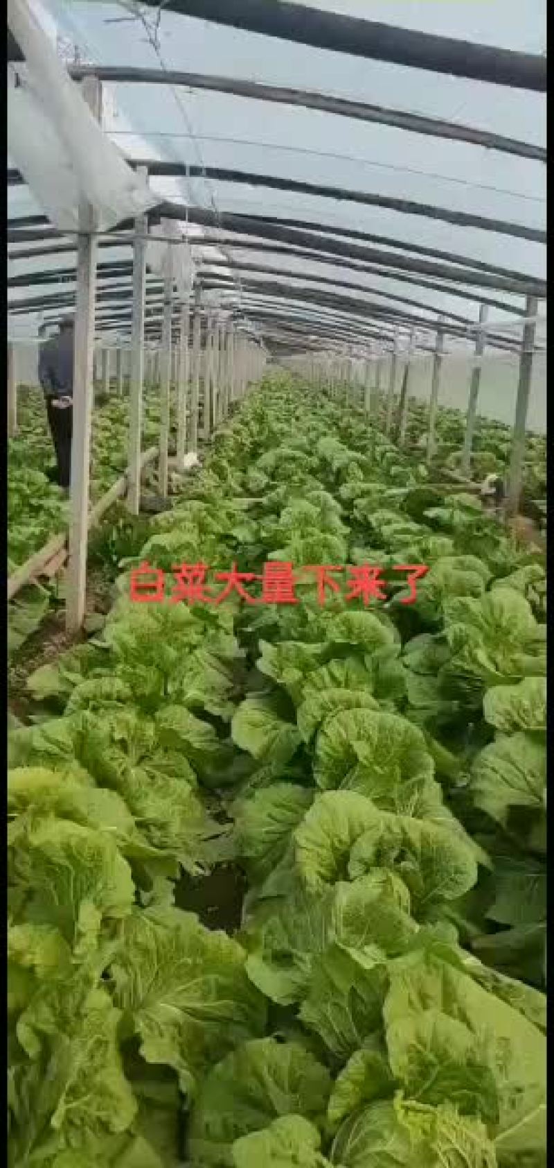 山东潍坊青州市蔬菜基地