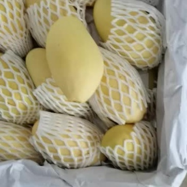 越南金煌芒，价格美丽，诚信经营，代办全国各个市场