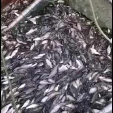 现有大量精品白鲢苗对外出售价格优惠