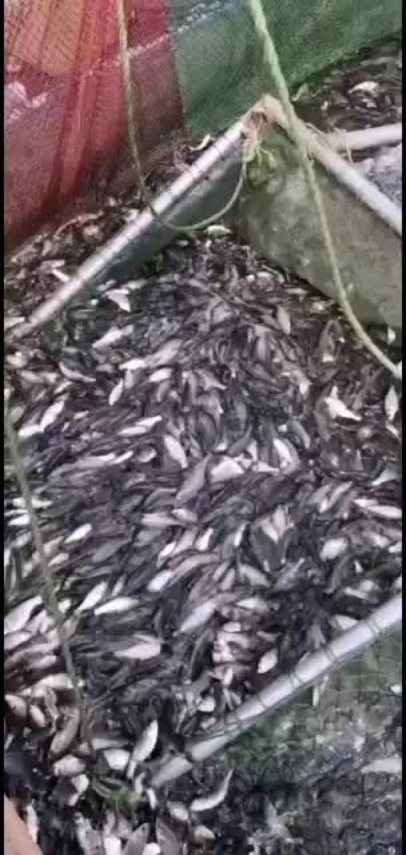 现有大量精品白鲢苗对外出售价格优惠