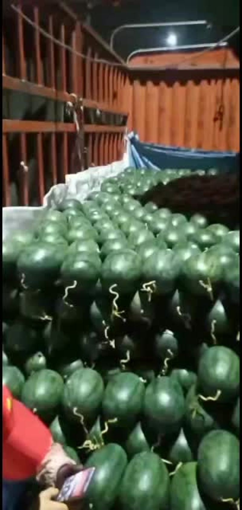 越南黑美人，诚信经营，代办全国各地市场