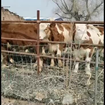 西门塔尔牛供应商。小牛，怀孕牛