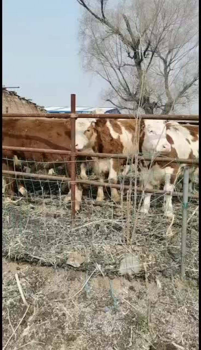 西门塔尔牛供应商。小牛，怀孕牛